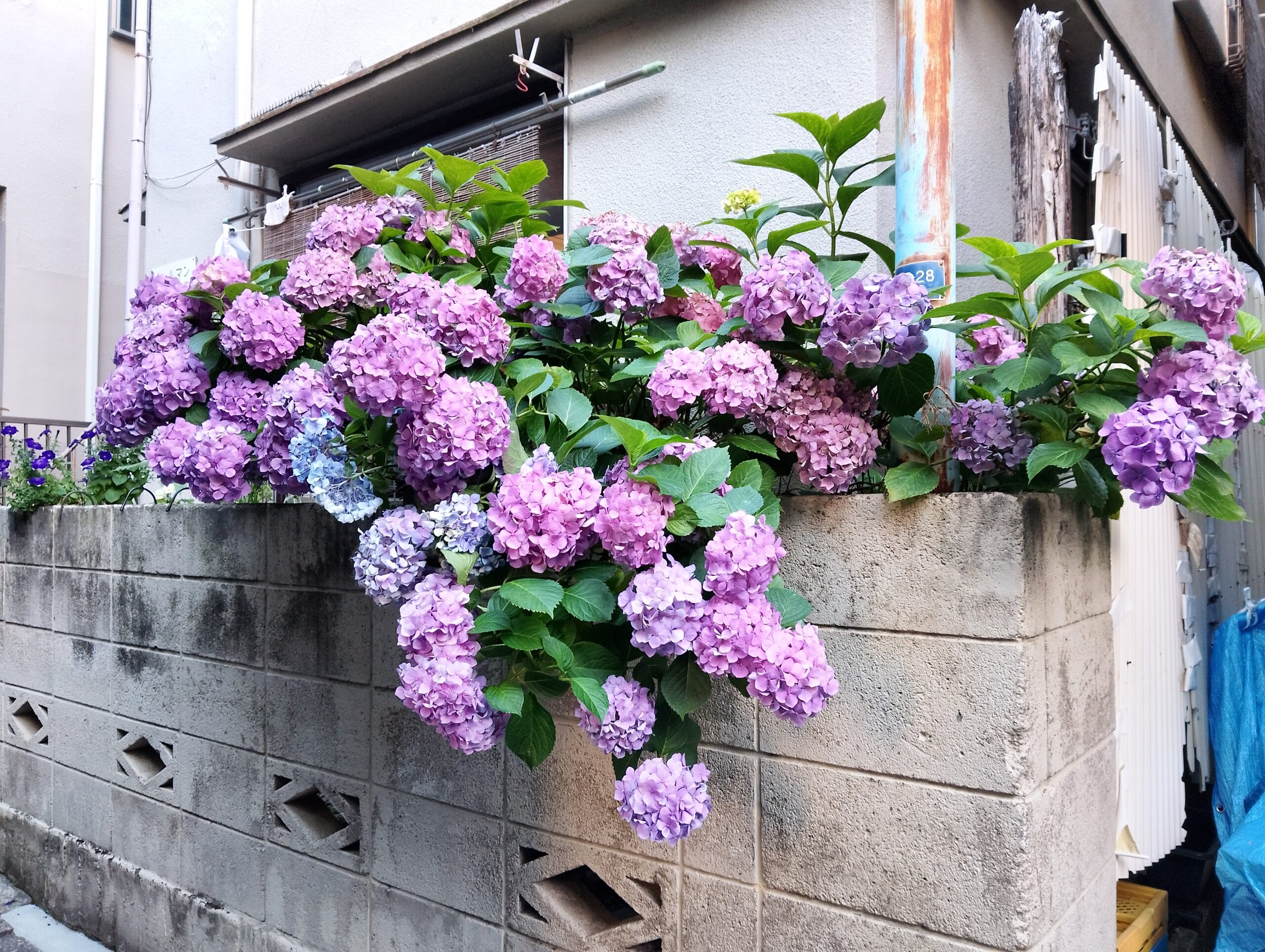 紫陽花が咲きました